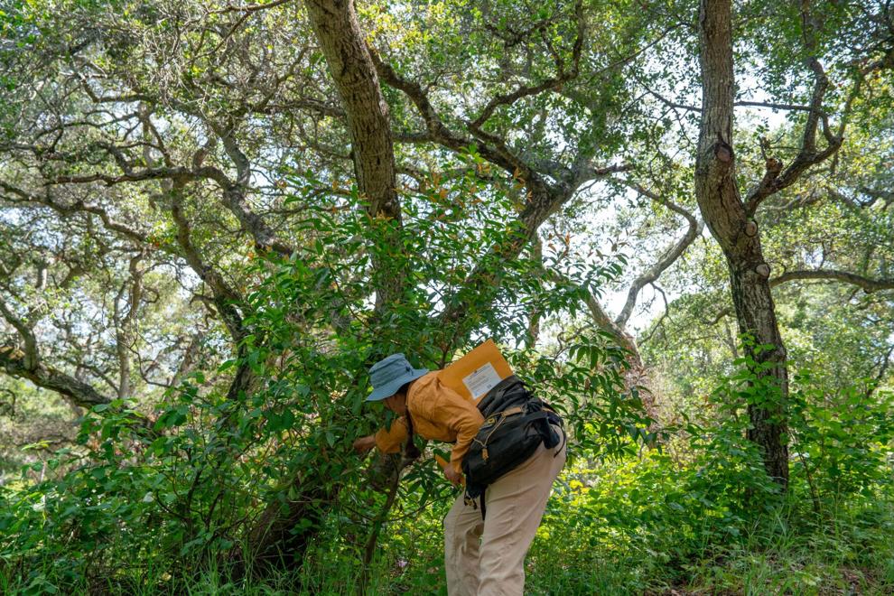 A news story about a pathogen killing oak trees helps illuminate the role of citizen scientists.