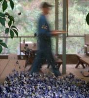 Writer Leo Babauta’s popular blog provides instant access to living Zen.  