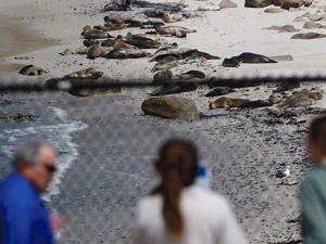 Image for display with article titled A New Study Reveals the Impacts of Noise on Local Harbor Seals.