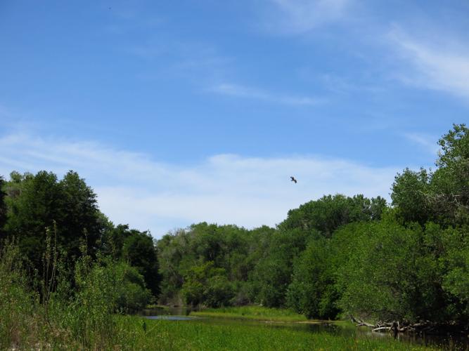 Bald Eagle takes flight