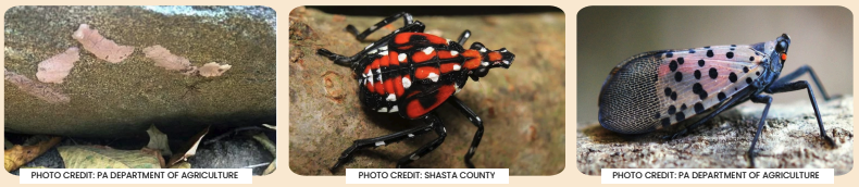 Spotted lanternfly life cycle