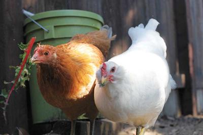 What the Cluck