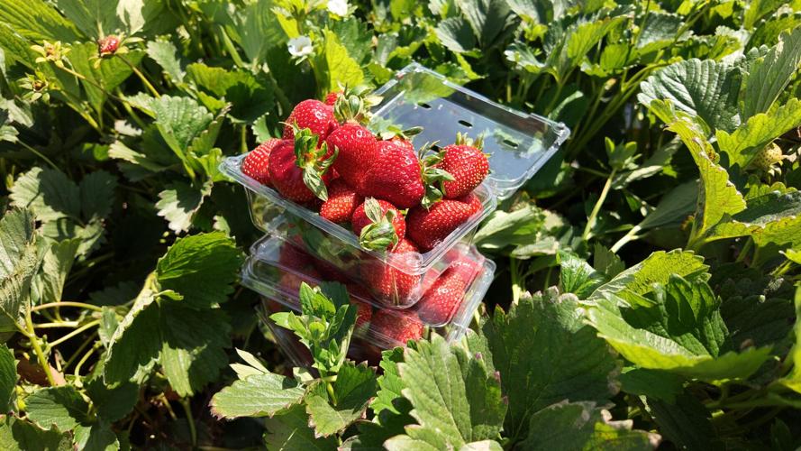 Strawberries in clamshell.JPG