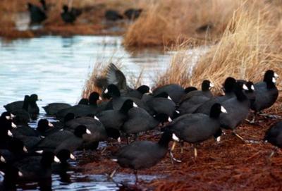 Feds poison 300 pesky waterfowl at Rancho Cañada Golf Club.  