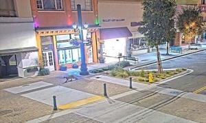 Image for display with article titled A Mountain Lion’s Visit to Downtown Salinas Reminds Us We Live in Their Habitat.