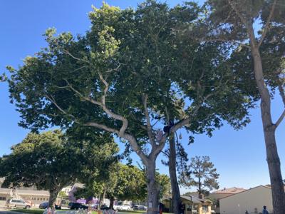 Jewell Park Elm Tree (copy)