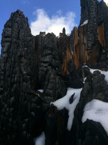 burnt stump and snow.jpg