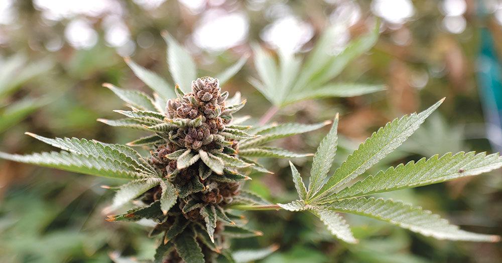 Monterey County’s cannabis industry still struggling, committee reports.