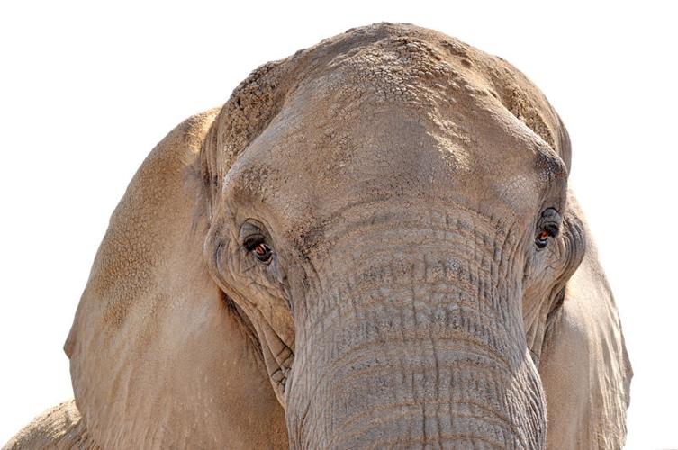 Elephant Eyes