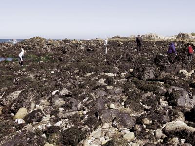 Rugged Fragile Wild