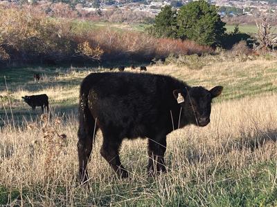 Got Beef