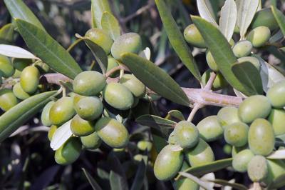 Fruiting olive tree