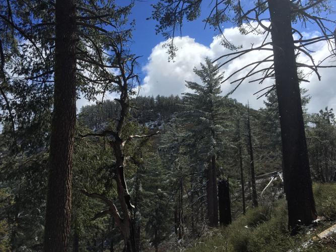 start of the pines with the peak behind.JPG