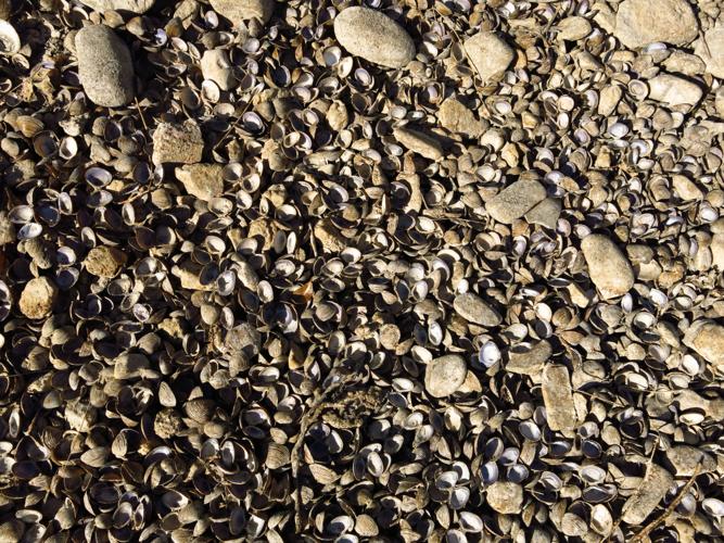 River clams.