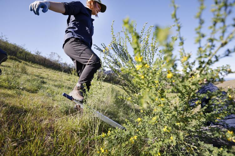 020922 French Broom 01.jpg