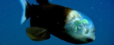 MBARI scientists unlock transparent fish mystery.  