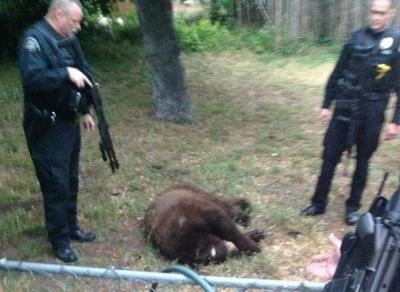 Black bear shooting