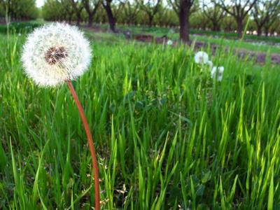 Dandelion greens are worth getting to know.  
