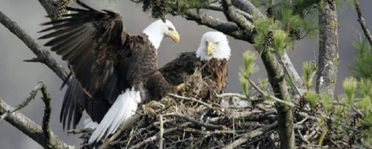 Lake San Antonio tours give visitors an inspiring look at the iconic bird.  