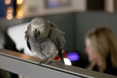 Jazzy the parrot