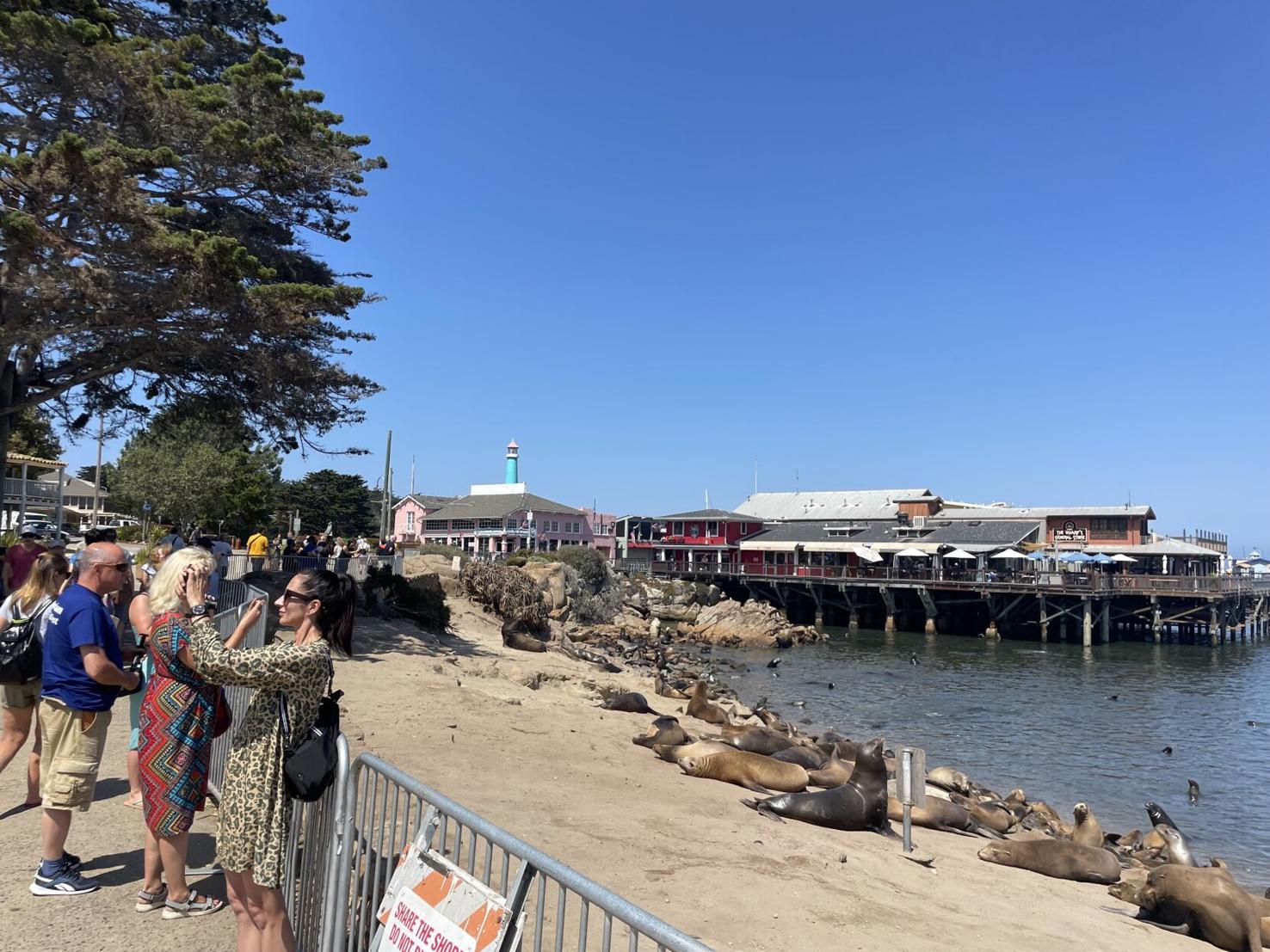Authorities looking for man who harassed sea lions near Monterey Harbor