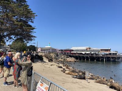 Karen Loutzenheiser Sea Lions