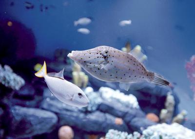Fishy Business