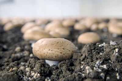Monterey Mushrooms Closing