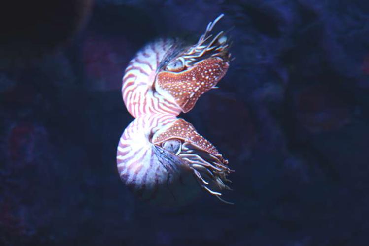 nautilus reflection.jpg