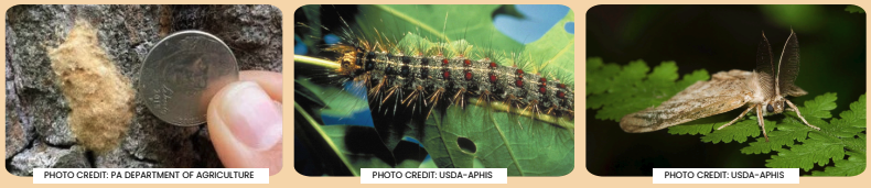Spongy moth lifecycle