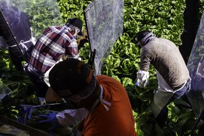Farmworkers during lettuce harvest