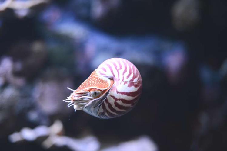 nautilus.jpg