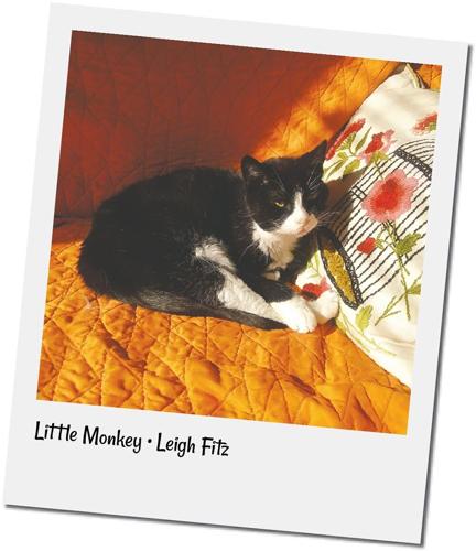 cvr-LMonkey.jpg