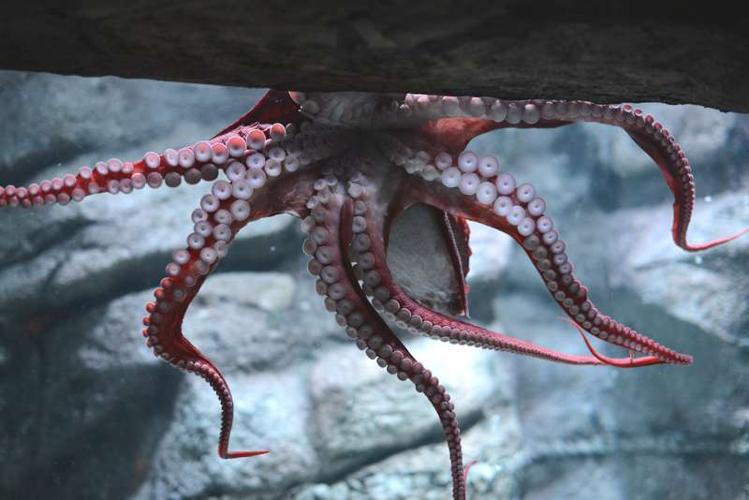 Pacific octopus.jpg