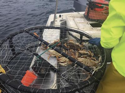 Not Crabby