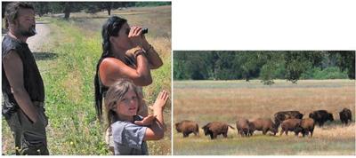 The bison of South Monterey County have taken a strange journey, and it’s not over yet.  