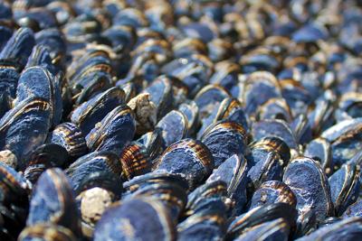 Mussels