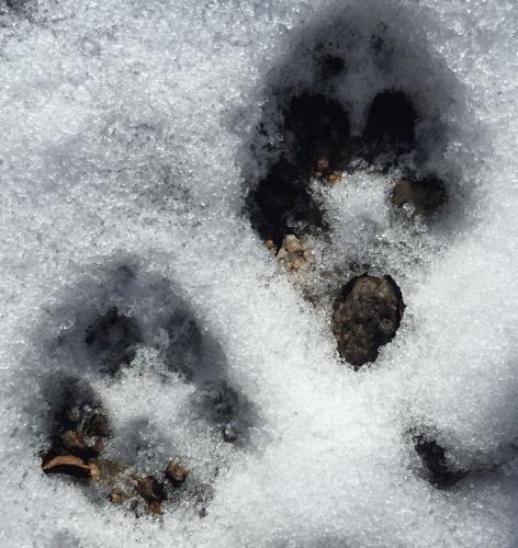carnivore print.jpg