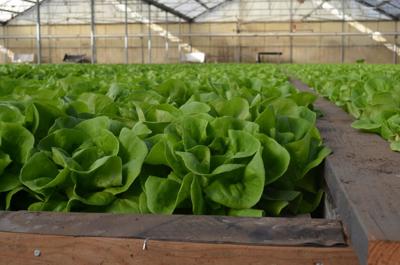 Viridis butterleaf in the greenhouse