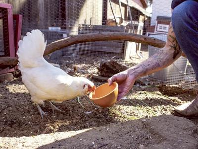 Crying Fowl