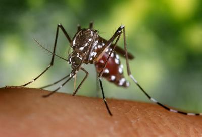 Mosquito