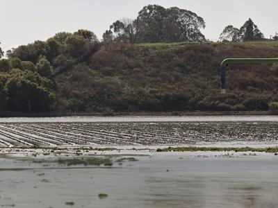 Pajaro farm field flooding