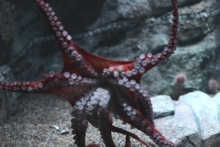 suction cups.jpg