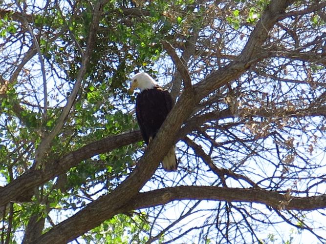 Bald eagle near Big Sandy.