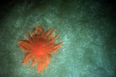 Sunflower star