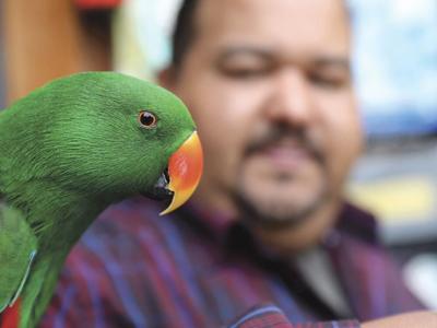 Parrothood