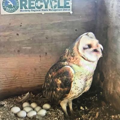 Barn owl webcam