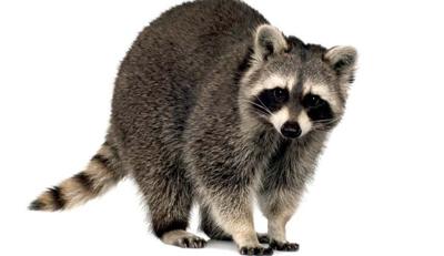 Raccoons own a stunning array of skills and a non-negotiable place in our local existence. Yet few know much about them.  