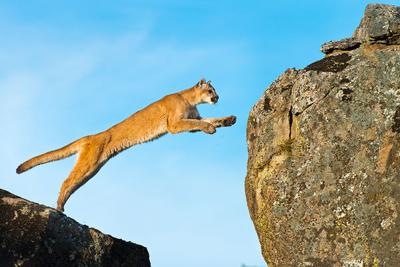 Mountain lion that attacked boy in Santa Cruz Mountains killed by wildlife officials.