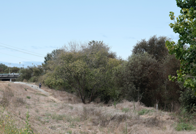 Pajaro River levee 2026